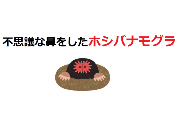 変わった鼻をした「ホシバナモグラ」、その鼻は実に高性能だった！