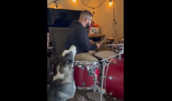 妙にハマってる(笑) 飼い主さんのドラムに合わせて熱唱するワンコが話題に！
