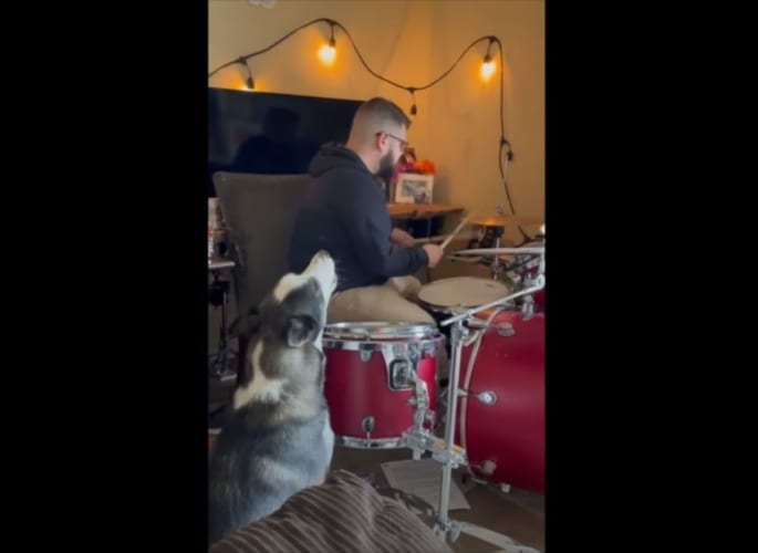 妙にハマってる(笑) 飼い主さんのドラムに合わせて熱唱するワンコが話題に！