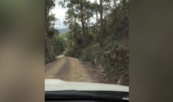 強烈な足技が炸裂！車を運転中、とある動物同士の激しすぎるケンカが繰り広げられていた！