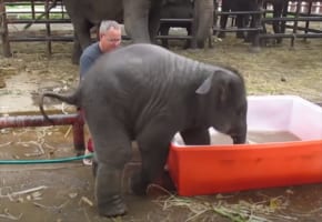 水風呂に入ろうとするも、毎回派手にずっこけるゾウの赤ちゃんが可愛すぎる(笑)