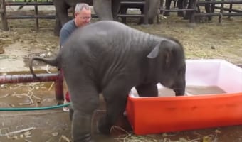 水風呂に入ろうとするも、毎回派手にずっこけるゾウの赤ちゃんが可愛すぎる(笑)