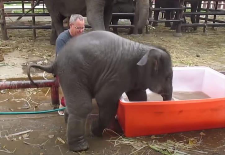 水風呂に入ろうとするも、毎回派手にずっこけるゾウの赤ちゃんが可愛すぎる(笑)