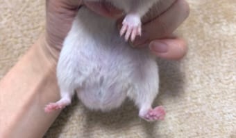 イカの足は何本 10本は不正解って本当 面白いイカの生態を解説 Fundo