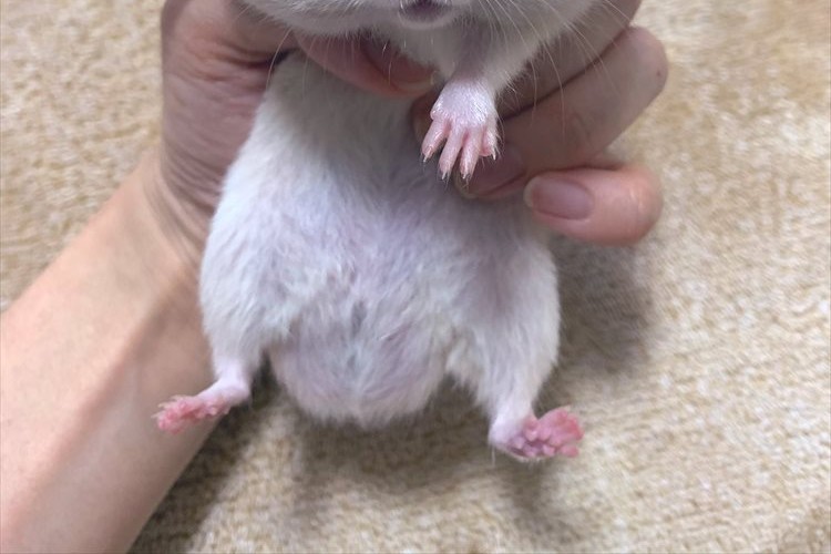 みんなのオヤツを独り占めした強欲なハムスターを捕獲したら・・・顔がスゴいことに!