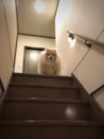 ポメラニアンが凄まじい技を繰り出した瞬間が話題に！「まさに超級覇王電影弾(笑) 」