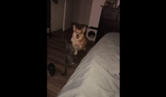 ワンコとニャンコがいい雰囲気で戯れているかと思いきや、突然ワンコの必殺技が炸裂!
