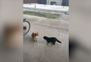 ニャンコ同士の睨み合いが勃発！しかし、これを見たワンコが当事者達よりも興奮！凄い展開に(笑)