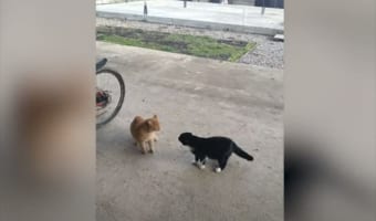 ニャンコ同士の睨み合いが勃発！しかし、これを見たワンコが当事者達よりも興奮！凄い展開に(笑)