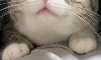 心身ともにぬくぬく！？(笑) 暖房が壊れて飼い主さんのお腹の上で暖まるニャンコが可愛すぎる！