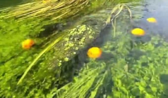 割ったら男の子が出てくる!?(笑) 川を撮影していたら、なぜか大量のみかんが流れてきた!