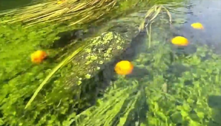 割ったら男の子が出てくる！？(笑) 川を撮影していたら、なぜか大量のみかんが流れてきた！