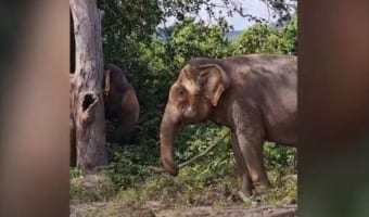 長い木の棒を使ってあんなことやこんなことを・・・ゾウが見せた驚きの行動とは!?
