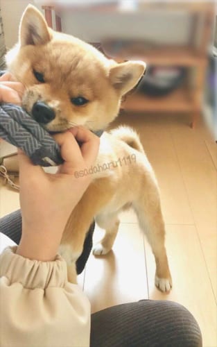 嫌なんだワン！お気に入りの洋服が取られると思って、必死に抵抗するワンコが可愛らしい(笑)