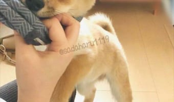 嫌なんだワン!お気に入りの洋服が取られると思って、必死に抵抗するワンコが可愛らしい(笑)