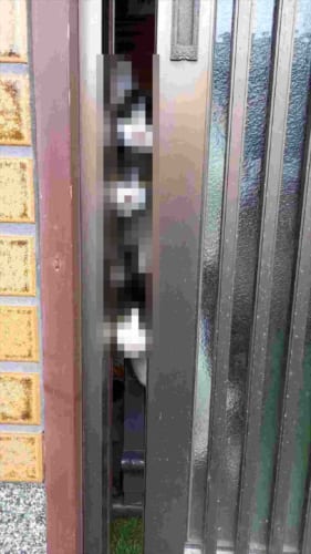 「出たらあかんでー！」外に出たくて目をキラキラさせているニャンコたちが可愛い(笑)