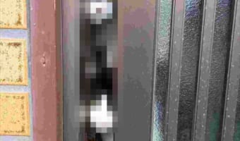 「出たらあかんでー!」外に出たくて目をキラキラさせているニャンコたちが可愛い(笑)