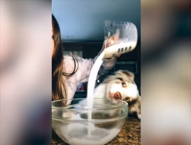 マカロンを作っている横で食べたくて仕方がないワンコが話題に！最初は我慢していたものの･･･