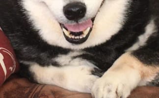 これぞ“100万ドルの笑顔”！満面の笑みを浮かべるワンコが可愛すぎると話題に！