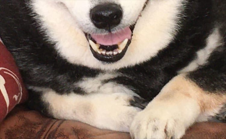 これぞ“100万ドルの笑顔”！満面の笑みを浮かべるワンコが可愛すぎると話題に！