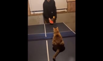 卓球なら負けないニャン！卓球が上手すぎるニャンコが話題に！スマッシュも凄い(笑)