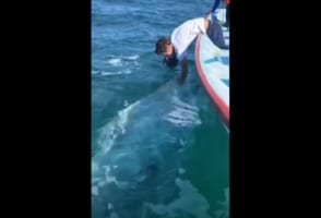 信じられないほどフレンドリー！人間にペットのように懐くコククジラが可愛らしい！