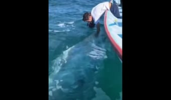 信じられないほどフレンドリー!人間にペットのように懐くコククジラが可愛らしい!