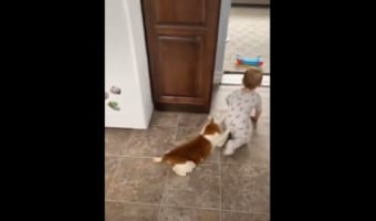 【可愛さのコラボ】赤ちゃんにしがみついて引きずられるニャンコが可愛らしい!