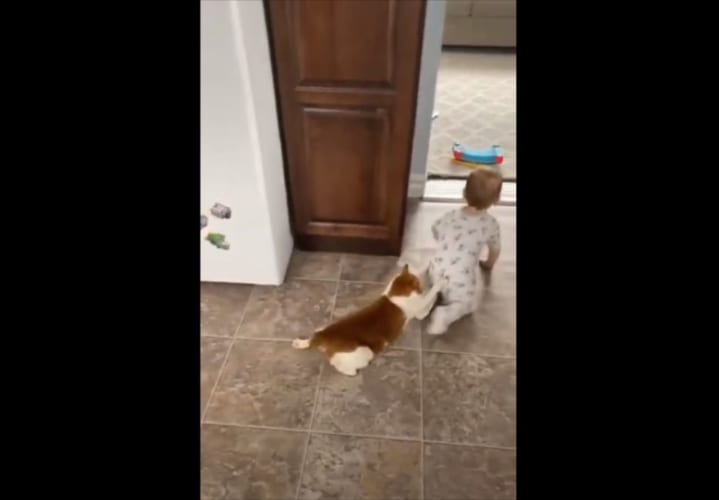 【可愛さのコラボ】赤ちゃんにしがみついて引きずられるニャンコが可愛らしい！