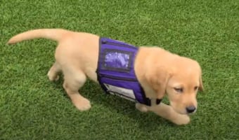 子犬がまさかの“欽ちゃん走り”を披露(笑) その後の転倒までの流れがめちゃめちゃ可愛い！