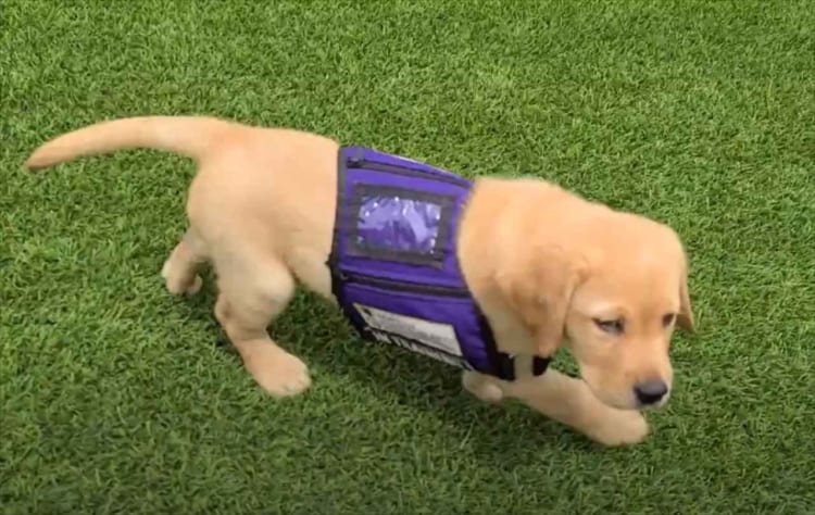 子犬がまさかの“欽ちゃん走り”を披露(笑) その後の転倒までの流れがめちゃめちゃ可愛い！