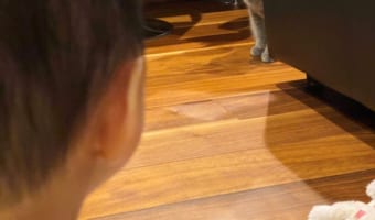「アレは何？」はじめて猫を見た娘とはじめて娘を見た猫･･･運命を感じる瞬間！？に反響
