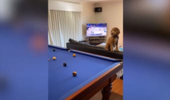 ビリヤードで飼い主のショットが不発に終わると、それを見ていた愛犬がまさかの行動(笑)