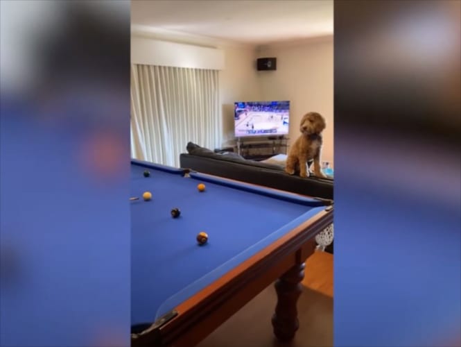 ビリヤードで飼い主のショットが不発に終わると、それを見ていた愛犬がまさかの行動(笑)