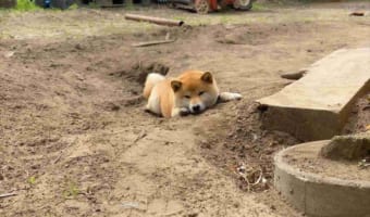 仕事へ行こうとしたら、柴犬が「ここには何もありません!」って顔で必死に何かを守る姿に盛大に足止めくらった(笑)