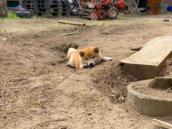 仕事へ行こうとしたら、柴犬が「ここには何もありません！」って顔で必死に何かを守る姿に盛大に足止めくらった(笑)