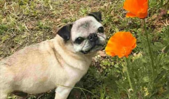 頼んでないけどポーズをとってくれるワンコが可愛いらしい!花が耳飾りみたい(笑)