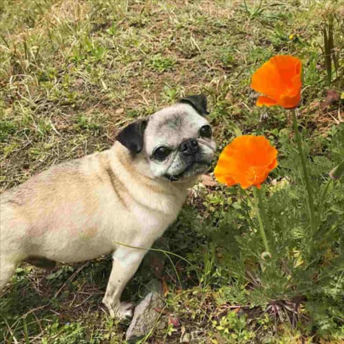 頼んでないけどポーズをとってくれるワンコが可愛いらしい！花が耳飾りみたい(笑)