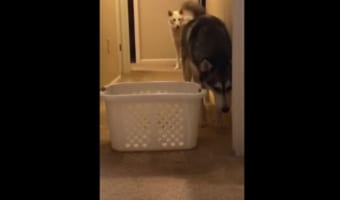 “意外なもの”を怖がるハスキーが話題に！もう一匹のハスキーとの違いが対照的！？