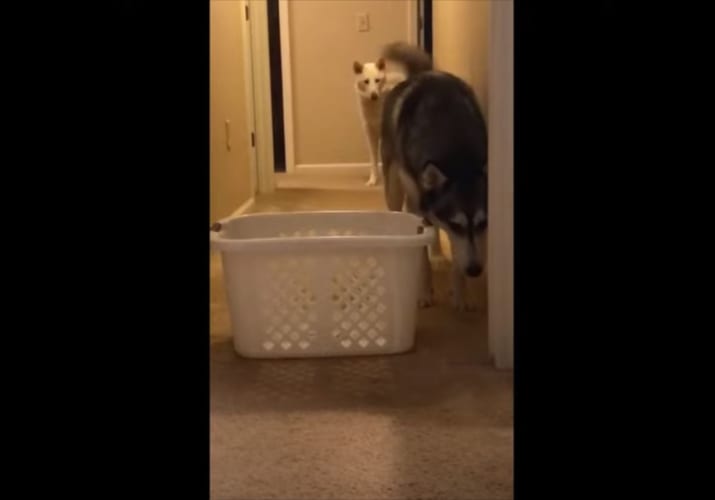 “意外なもの”を怖がるハスキーが話題に！もう一匹のハスキーとの違いが対照的！？