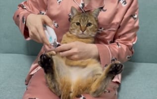 協力的すぎる(笑) 猫飼いの人達から羨ましがられるニャンコの爪切り動画に反響