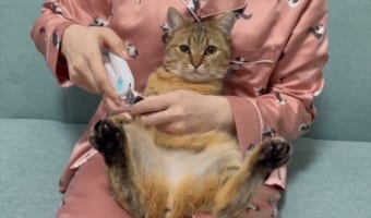 協力的すぎる(笑) 猫飼いの人達から羨ましがられるニャンコの爪切り動画に反響