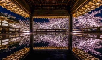 まるで夢の中にいるような美しさ・・・天台寺門宗の総本山・三井寺の観月舞台が凄いことに!