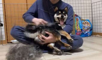 換毛期で毛刈り中の柴犬が話題に!「毛量がすごい」「ずっと舌を出していて可愛い(笑)」