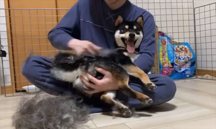 換毛期で毛刈り中の柴犬が話題に！「毛量がすごい」「ずっと舌を出していて可愛い(笑)」