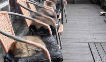 森の猫カフェを開店するも、とあるお客様のご利用で満席に!(笑) 占拠していたのは・・・