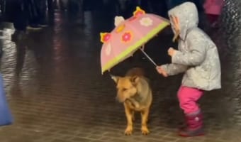 あなたならどうする?雨に濡れる野良犬を見た少女が取った行動とは