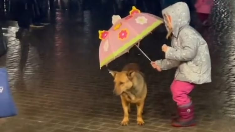 あなたならどうする？雨に濡れる野良犬を見た少女が取った行動とは