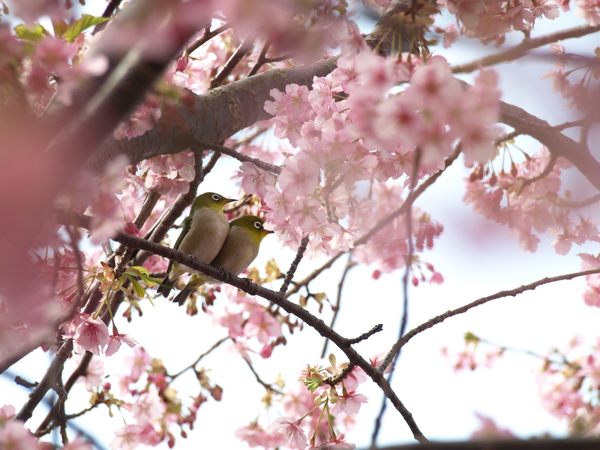 「目白押し」、その由来は鳥のかわいい姿から!