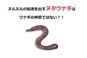 【ヌタウナギ】そのネバネバ粘液は何のためにあるの？
